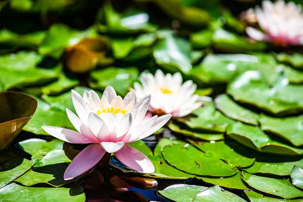 葉の間の池の睡蓮の芽と緑のカエル — ストック写真