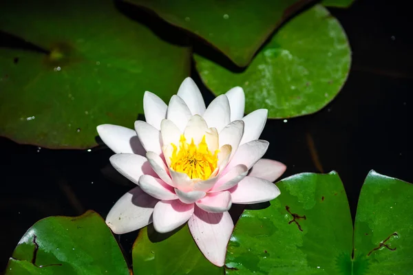 葉の間の池の睡蓮の芽と緑のカエル — ストック写真