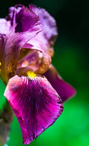Közelkép Iris Virág Területen Mint Egy Természetes Kártya — Stock Fotó