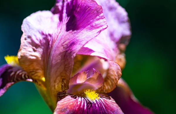 Zbliżenie Iris Kwiat Polu Jako Naturalna Karta — Zdjęcie stockowe