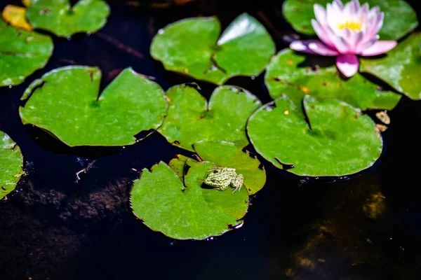 葉の間の池の睡蓮の芽と緑のカエル — ストック写真