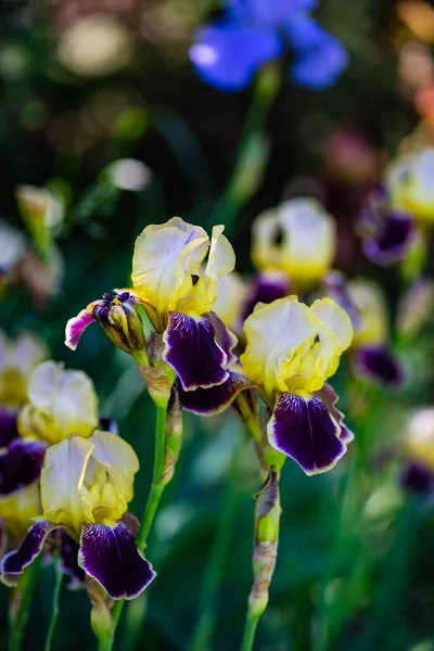 Primo Piano Del Fiore Iris Nel Campo Come Una Carta — Foto Stock