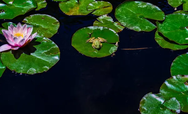 葉の間の池の睡蓮の芽と緑のカエル — ストック写真