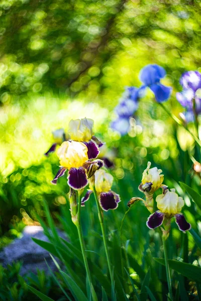 Primo Piano Del Fiore Iris Nel Campo Come Una Carta — Foto Stock