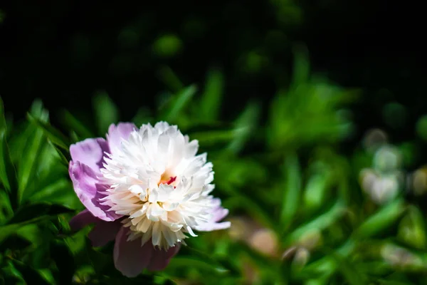 Verão Tempo Jardim Peônia Flores Arbusto — Fotografia de Stock