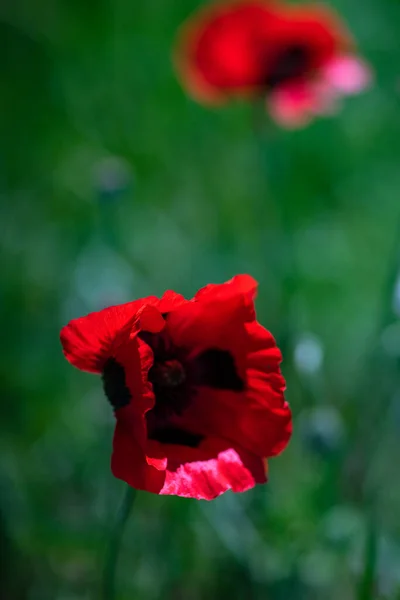 Coquelicots Rouges Lumineux Sur Prairie Forestière — Photo