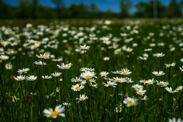 White Daisies Wild Field Natural Card — Stock Photo, Image