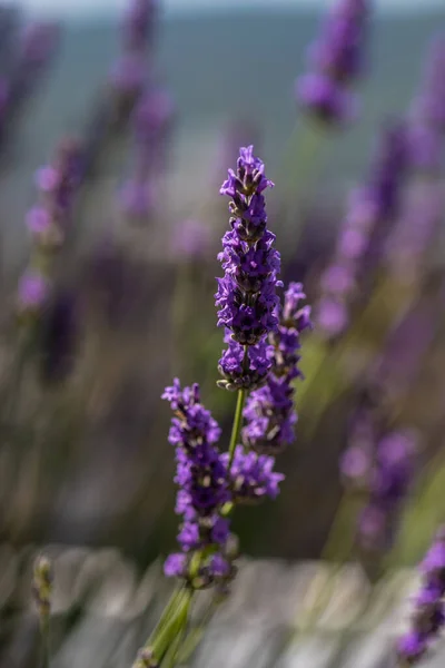 Blühende Lavandula Oder Lavendelpflanze Freien Als Sommerliches Kartenkonzept — Stockfoto