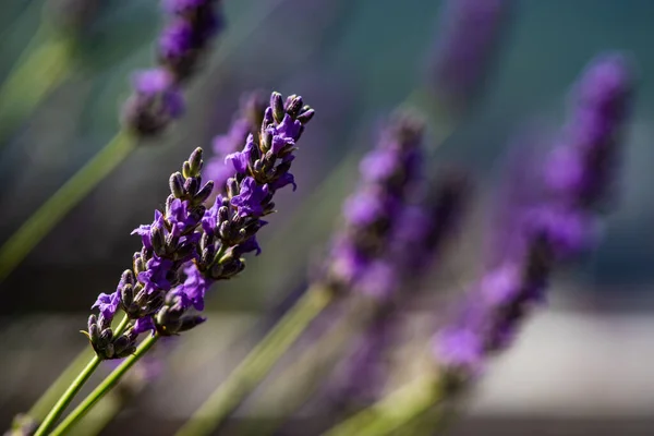 Blühende Lavandula Oder Lavendelpflanze Freien Als Sommerliches Kartenkonzept — Stockfoto