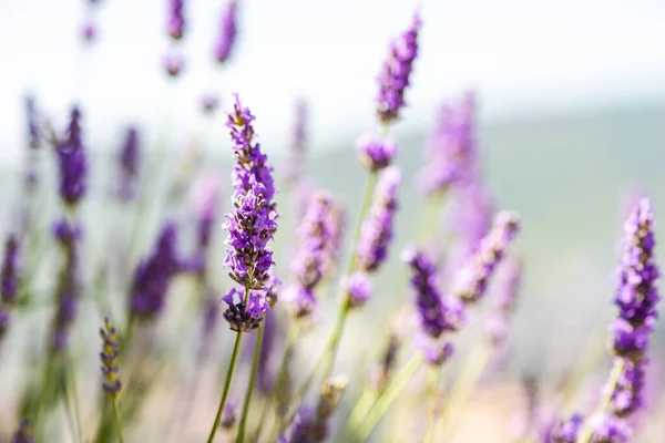 Blühende Lavandula Oder Lavendelpflanze Freien Als Sommerliches Kartenkonzept — Stockfoto