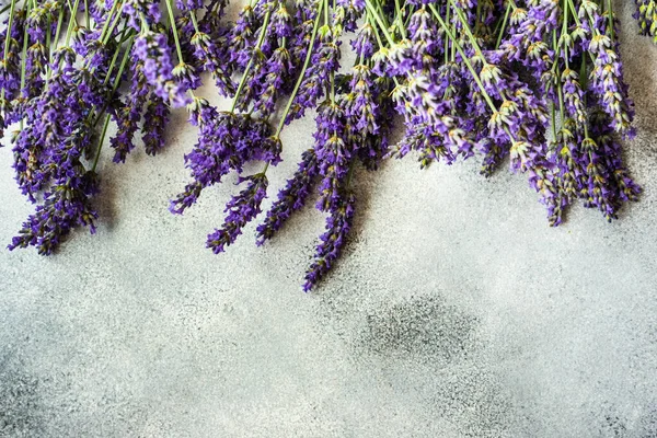 Conceito Cartão Verão Com Planta Floração Lavandula Fresca Fundo Pedra — Fotografia de Stock