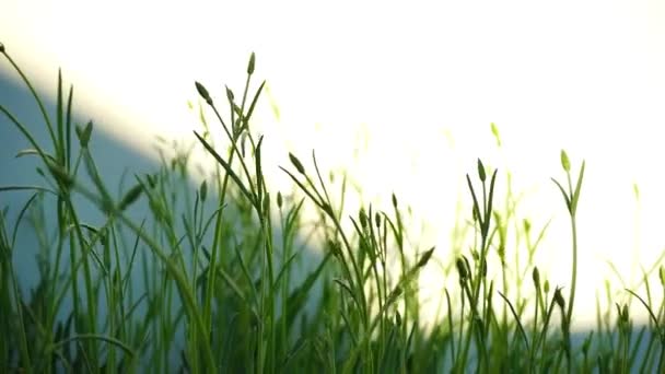 바람에 흔들리는 라벤더 식물 — 비디오