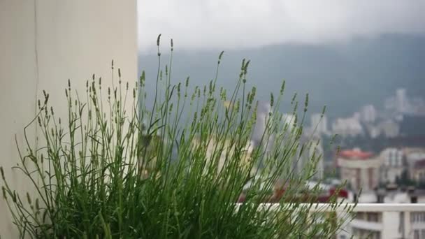Kwitnąca Roślina Lavandula Lub Lawenda Odkryta Jako Koncepcja Karty Letniej — Wideo stockowe