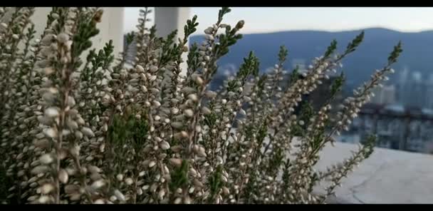 Calluna Vulgaris Plante Fleurs Dans Une Prairie Des Hautes Terres — Video