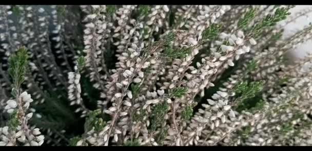 Calluna vulgaris fiori in un prato — Video Stock