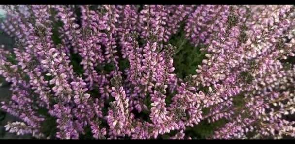Calluna vulgaris fleurs dans une prairie — Video
