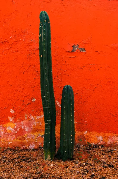 Primo Piano Coppia Cactus Giardino — Foto Stock