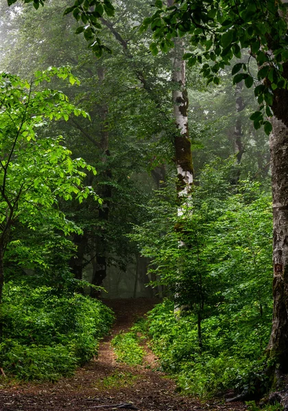 Nebelige Morgenwaldlandschaft Berühmten Georgischen Sabaduri Wald Der Nähe Der Stadt — Stockfoto