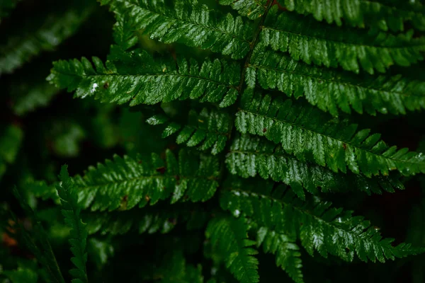 森林中蕨类植物绿叶的天然背景 — 图库照片