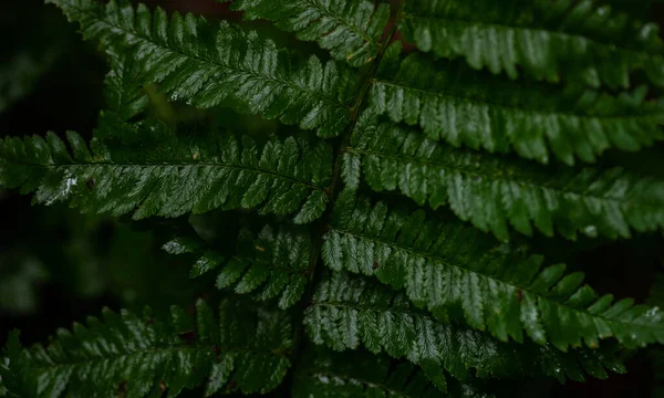 森の中にシダ植物の緑の葉を持つ自然背景 — ストック写真