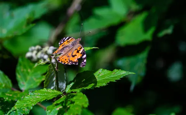 Summer Day Forest Butterfly Flower — Stock Photo, Image