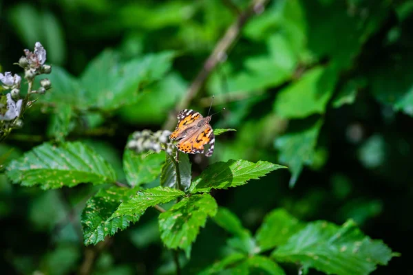 Summer Day Forest Butterfly Flower — Stock Photo, Image