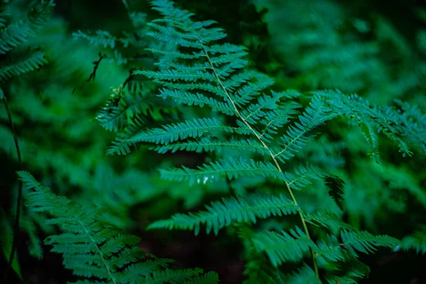 森林中蕨类植物绿叶的天然背景 — 图库照片