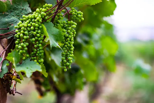 One Vineyard Wine Region Georgia Kakheti Raining Day — Stock Photo, Image