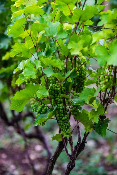 Een Van Wijngaarden Wijnstreek Van Georgië Kakheti Regentijd — Stockfoto