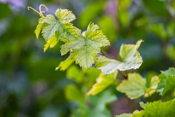 One Vineyard Wine Region Georgia Kakheti Raining Day — Stock Photo, Image