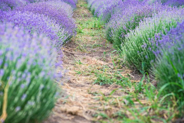 Sommerlandschaft Georgien Mit Blühender Lavendelpflanze Auf Einer Wiese — Stockfoto