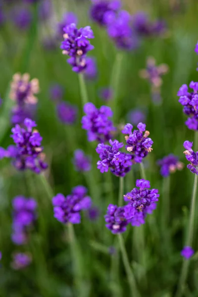 Paisaje Verano Georgia Con Planta Lavanda Flor Prado — Foto de Stock