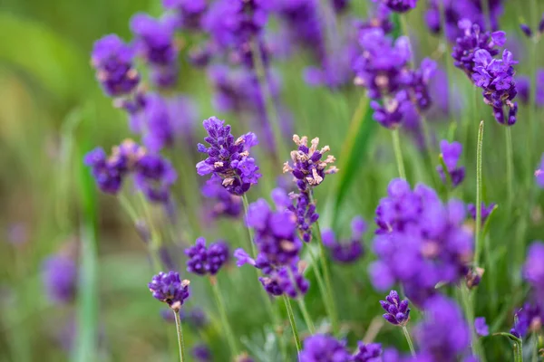 Paisaje Verano Georgia Con Planta Lavanda Flor Prado — Foto de Stock