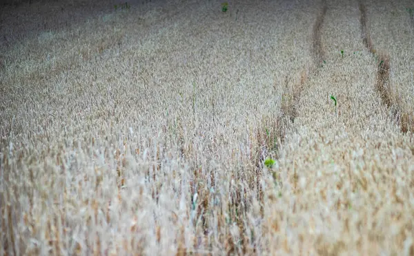 Landelijk Kakhetiaans Landschap Georgië Met Velden Lucht — Stockfoto