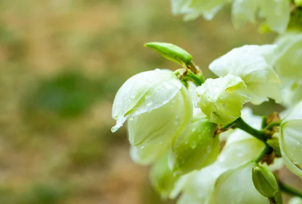 Цветы Растений Юкки Летнем Парке — стоковое фото