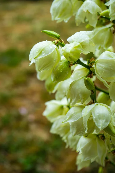 Цветы Растений Юкки Летнем Парке — стоковое фото