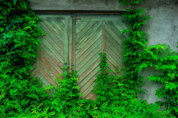 Old Gate Covered Green Leaves Ivy Plant Old Town Sighnaghi — Stock Photo, Image