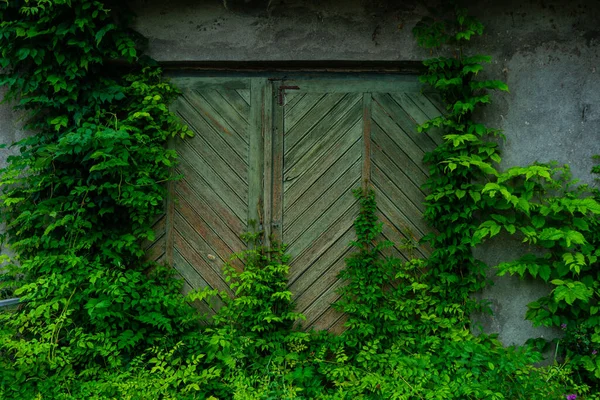 Old Gate Covered Green Leaves Ivy Plant Old Town Sighnaghi — Stock Photo, Image