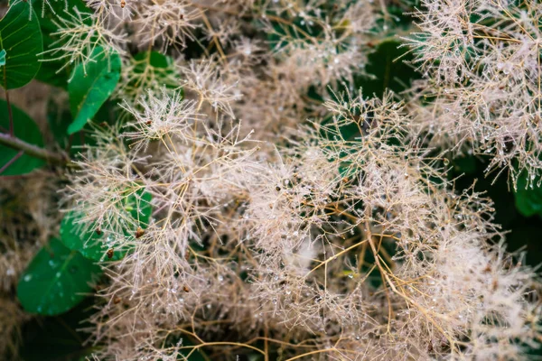 Gotas Agua Sobre Una Flor Acacia Parque Verano Después Lluvia — Foto de Stock