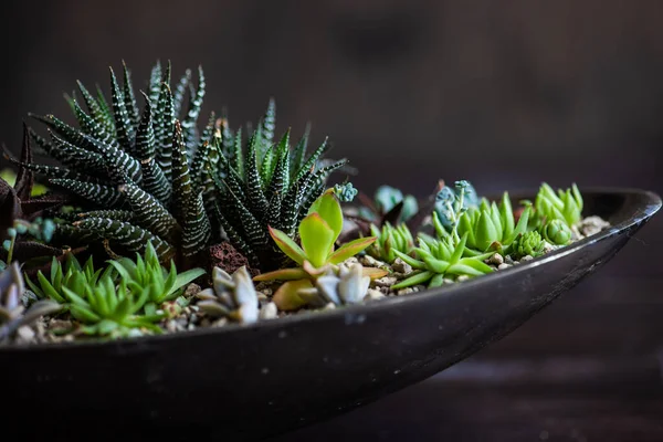 Perle Von Nurnberg Bir Hediye Kompozisyonda Bitki Yetiştirir — Stok fotoğraf