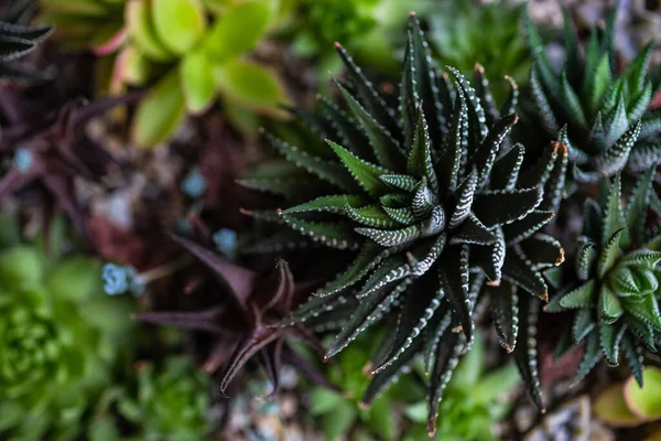 Perle Von Nurnberg Växter Gåva Eller Interiör Sammansättning — Stockfoto