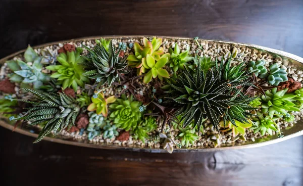 Perle Von Nurnberg Växter Gåva Eller Interiör Sammansättning — Stockfoto