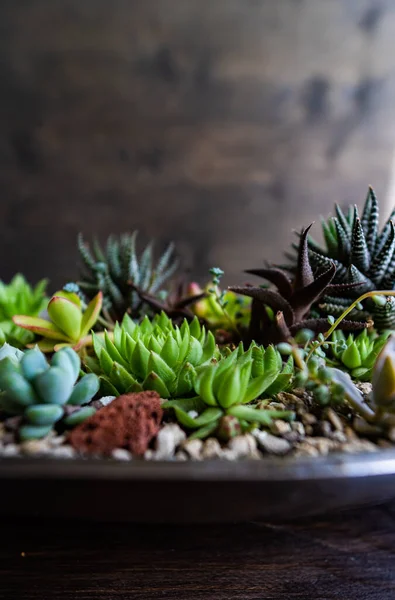 Perle Von Nurnberg Bir Hediye Kompozisyonda Bitki Yetiştirir — Stok fotoğraf