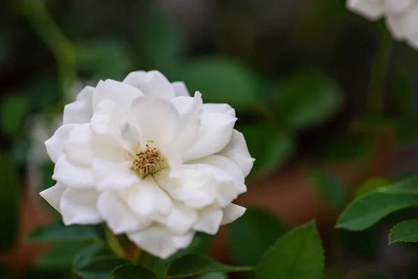 夏日花园里盛开的白玫瑰丛 — 图库照片