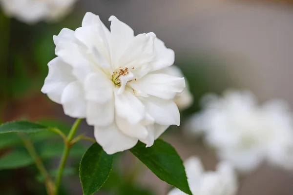 Fioritura Cespuglio Rose Bianche Giardino Estivo — Foto Stock