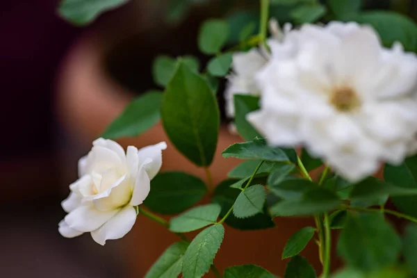 Arbusto Rosa Branco Florescendo Jardim Verão — Fotografia de Stock