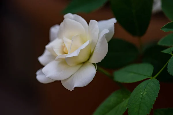 Arbusto Rosa Branco Florescendo Jardim Verão — Fotografia de Stock