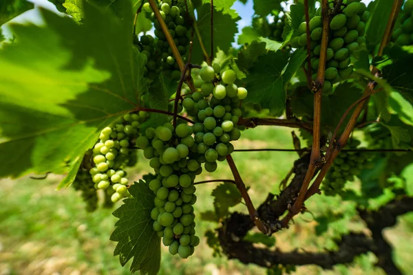 One Vineyard Wine Region Georgia Kakheti Sunny Day — Stock Photo, Image