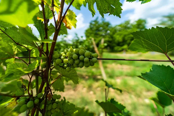 Uno Los Viñedos Región Vinícola Georgia Kakheti Día Soleado —  Fotos de Stock