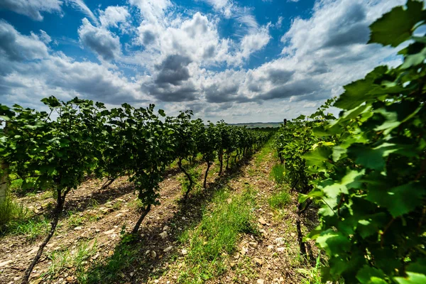 Uno Los Viñedos Región Vinícola Georgia Kakheti Día Soleado — Foto de Stock